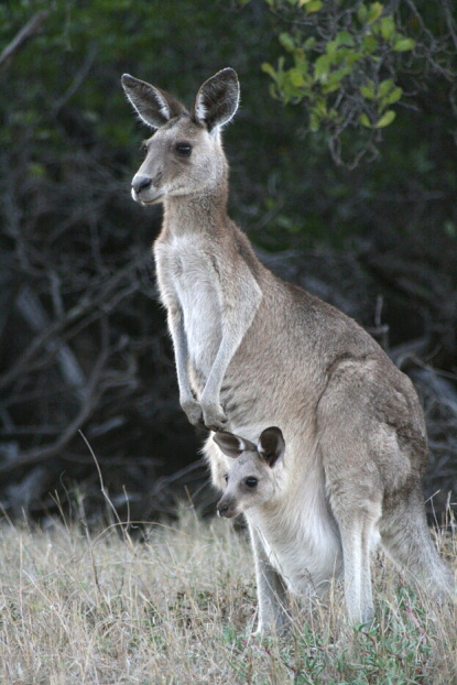 australians